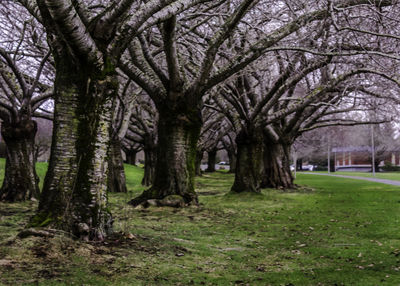 Trees in park