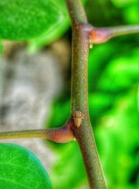 Close-up of insect on leaf