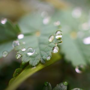 Close-up of water drops on green leaves