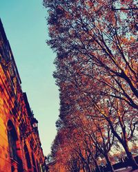 Low angle view of trees during autumn