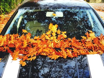 Close-up of yellow flowering plant by car