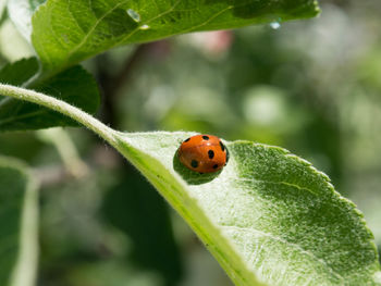 Close-up of ladybug on leaf