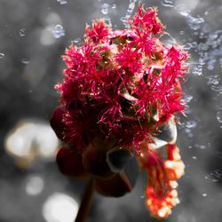 Close-up of red flowering plant