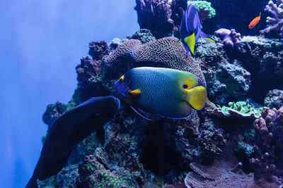Close-up of blueface angelfish  swimming