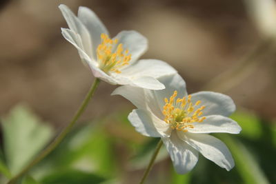 Close-up of white flowering plant