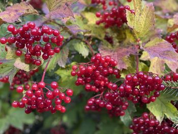 Close-up of red berries growing on tree