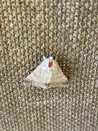 High angle view of a lizard on sand
