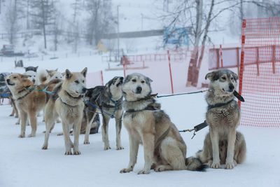 Sled used on nothing man glacier for dog sledders