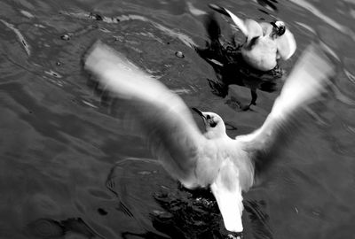 Bird in water