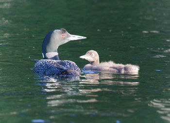 Ducks swimming in lake