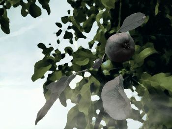 Low angle view of leaves