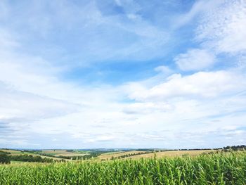 Scenic view of agricultural field against sky