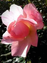 Close-up of flowers blooming outdoors