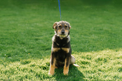 A sad mixed breed dog looks sad after the rain and is looking for owners in the kennel