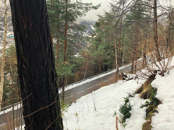 Trees on snow covered land