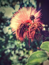 Close-up of flowers against blurred background