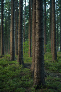 Pine trees in forest