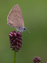 Close-up of butterfly pollinating on purple flower