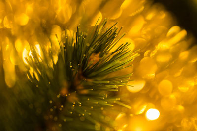 Close-up of yellow flowering plant