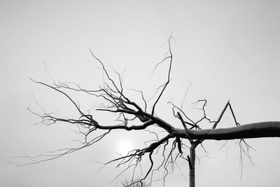 Low angle view of bare tree