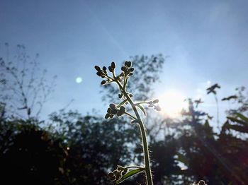 Low angle view of plant against sky