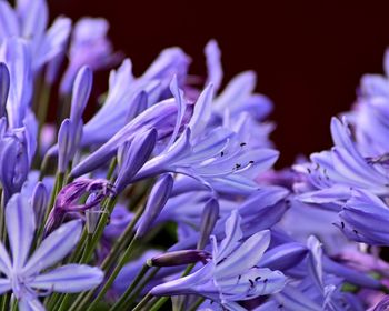 Close-up of purple flowering plant