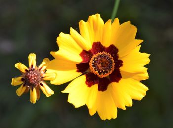 Close-up of yellow flower