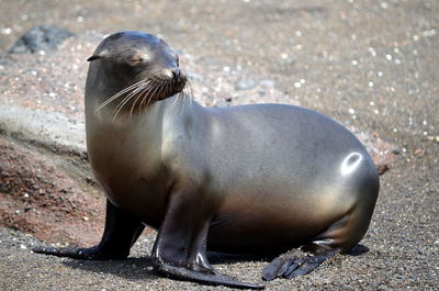 High angle view of sea lion