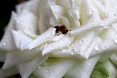 Close-up of wet white flower