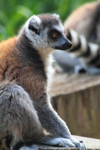 Close-up of panda sitting outdoors