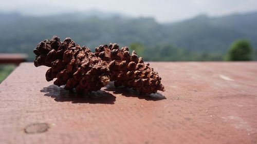 Close-up of pine cone on field