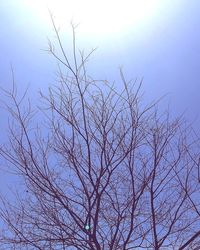 Low angle view of silhouette bare tree against sky