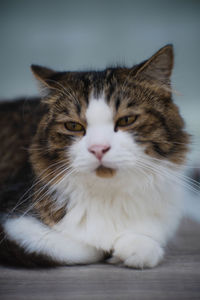 Close-up portrait of a cat