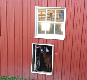 Dog in window