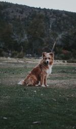 Dog running on field