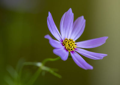 Close-up of purple flower