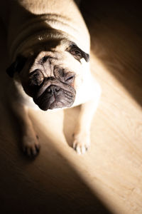 Happy dog lies on the floor squinting contentedly and enjoying the first rays of the sun