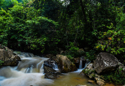Scenic view of waterfall in forest
