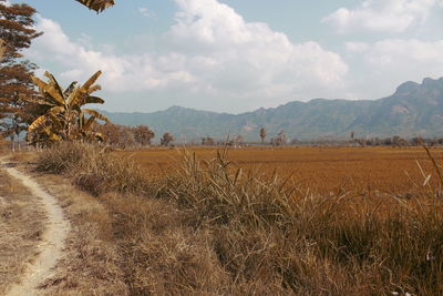 landscape