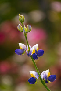 Close-up of purple flowering plant