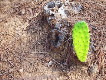 High angle view of succulent plant on field