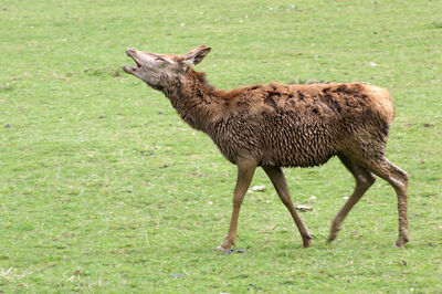 Side view of giraffe on land