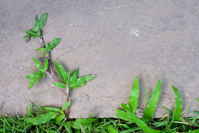 High angle view of plant growing on field