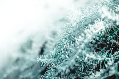 Close-up of pine tree during winter