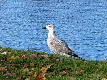 Side view of seagull on land