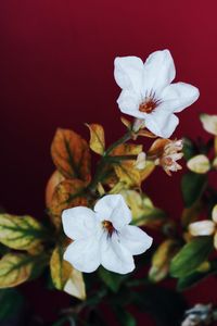 Close-up of white flowering plant