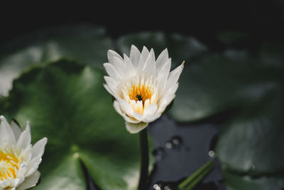 Close-up of white lotus water lily in lake