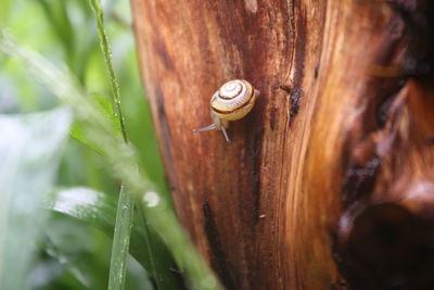 Close-up of snail crawling on bark