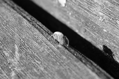 Close-up of insect on wall