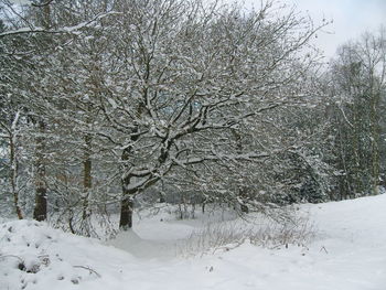 Bare trees on snow covered landscape